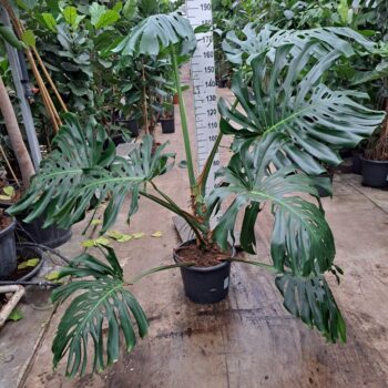 Monstera Deliciosa XXL