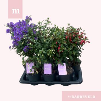 Kuipplanten stam mixtray