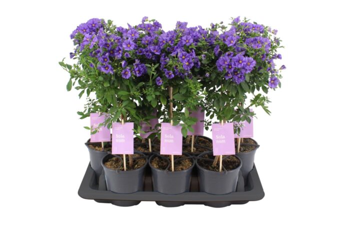 Solanum Rantonnetii stam
