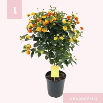 Lantana Oker stam