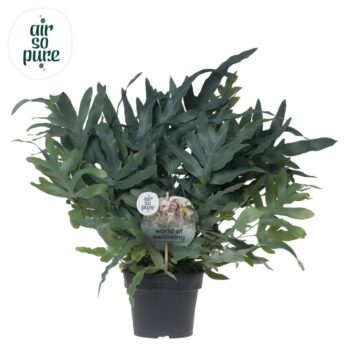 Phlebodium 'Blue Fern' - Air So Pure Disc