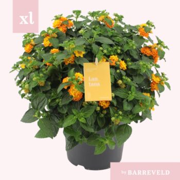 Lantana Oker struik