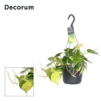 Philodendron Brasil