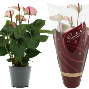 Anthurium Amalia Elegance