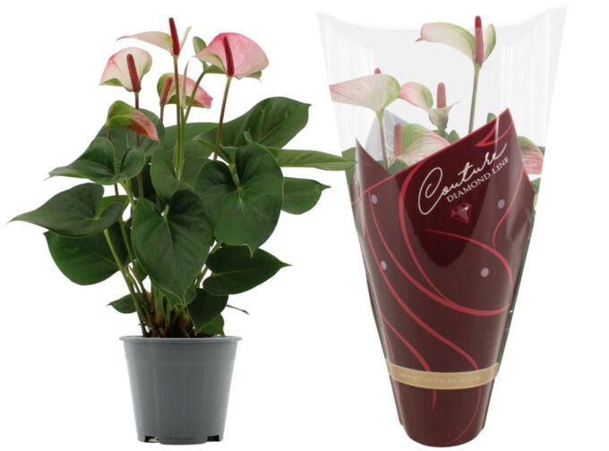 Anthurium Amalia Elegance