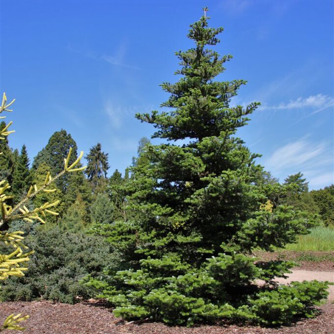 Abies koreana