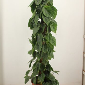 Philodendron Scandens