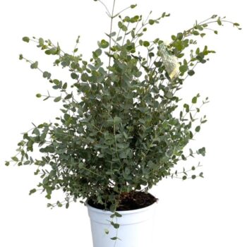 Eucalyptus gunnii