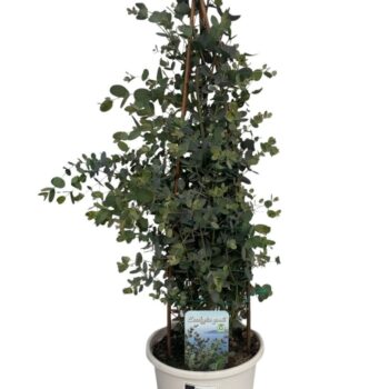 Eucalyptus gunnii