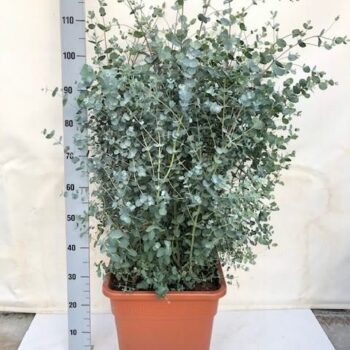 Eucalyptus gunnii