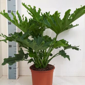 Philodendron Selloum Hope