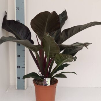 Philodendron Imperial Red