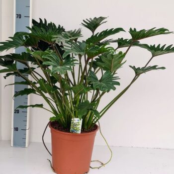 Philodendron Xanadu
