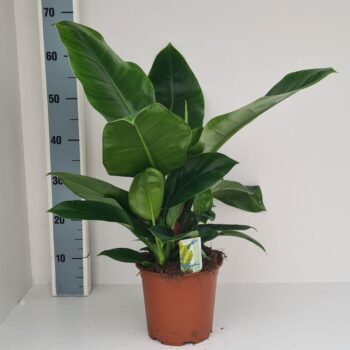 Philodendron Imperial Green