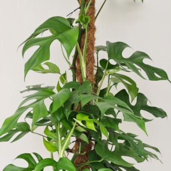 Monstera Minima