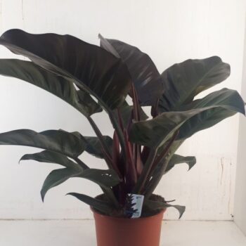 Philodendron Imperial Red