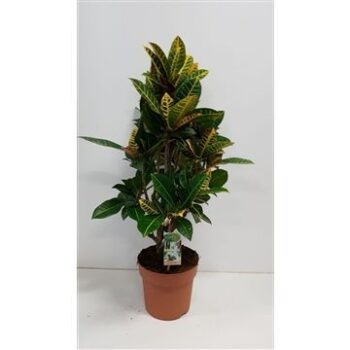 Codiaeum Petra
