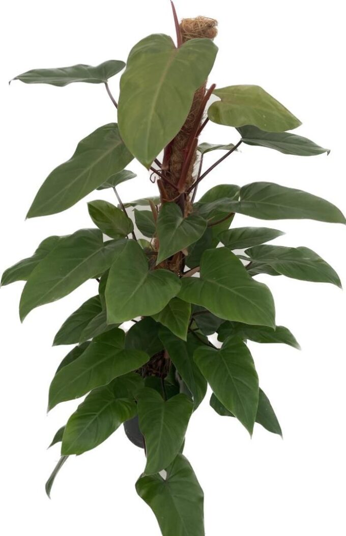 Philodendron 'Red Emerald'