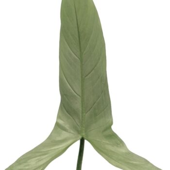 Philodendron 'Silver Queen'