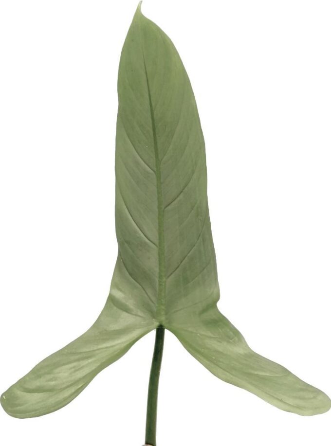Philodendron 'Silver Queen'