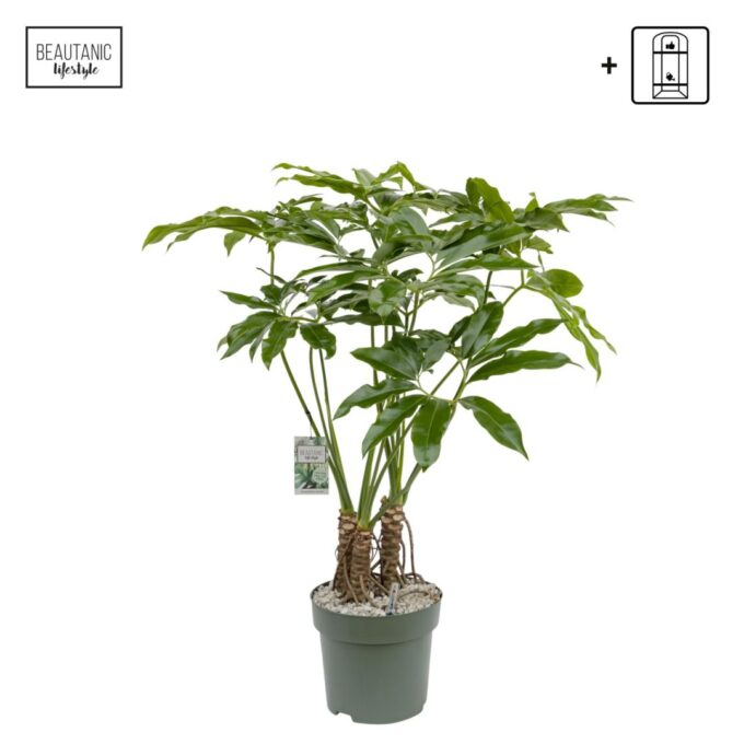 Philodendron Funbun