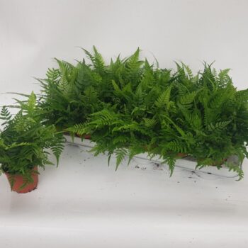 Athyrium Spicatum