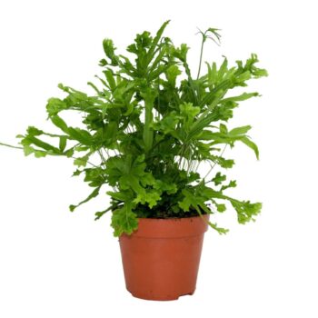 Pteris Cretica Roeweri