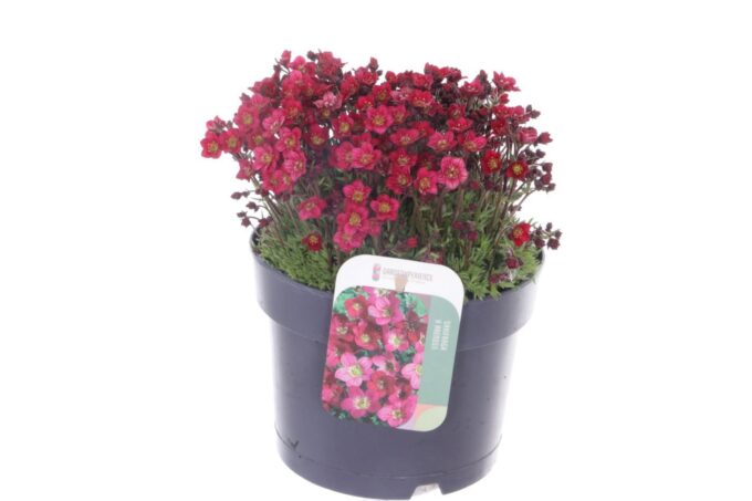Saxifraga Touran Deep Red
