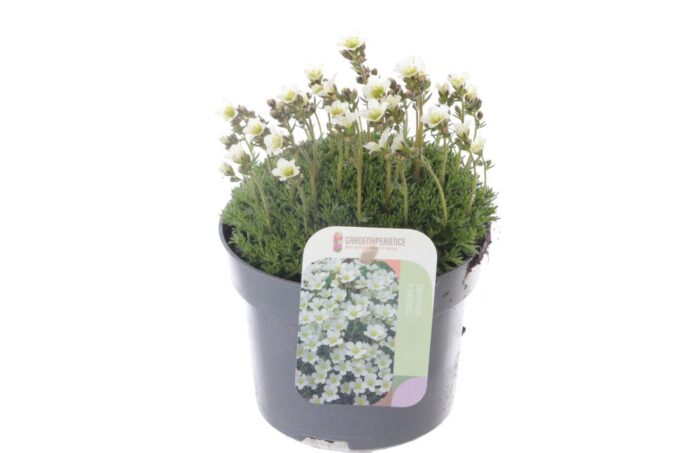 Saxifraga Alpino white