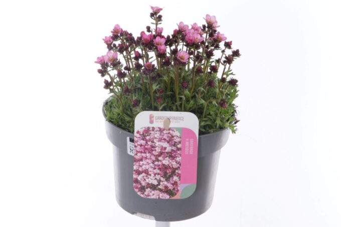 Saxifraga Arendsii Marto Rose