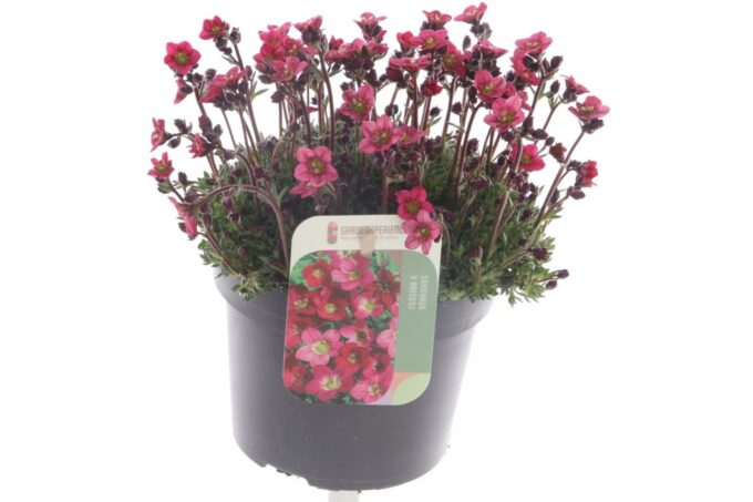 Saxifraga Saxony Red