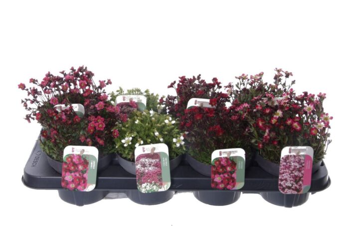 Saxifraga mix in tray