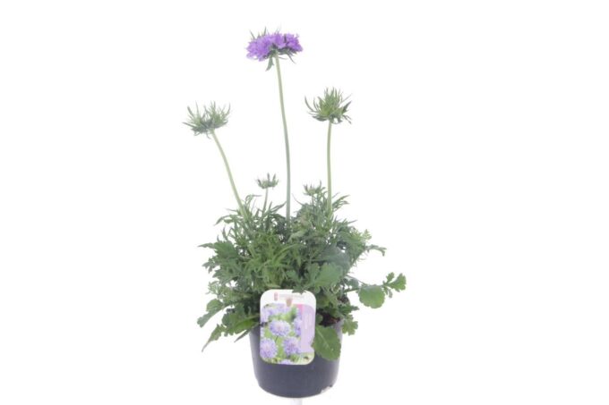 Scabiosa columbaria Butterfly Blue