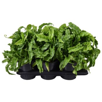 Asplenium Hurricane