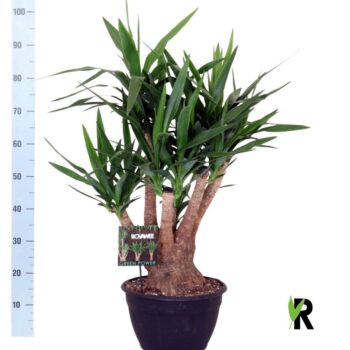 Yucca elephantipes