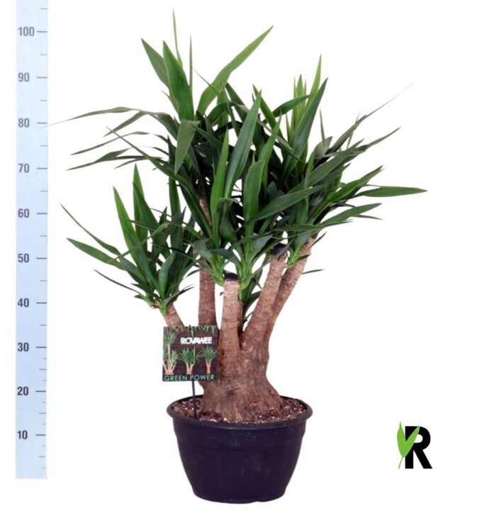 Yucca elephantipes