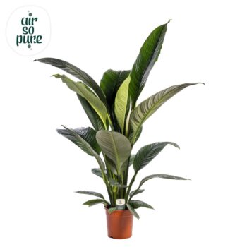 Spathiphyllum Sensation
