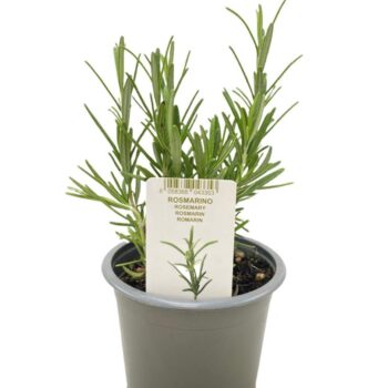 Rosmarinus Officinalis