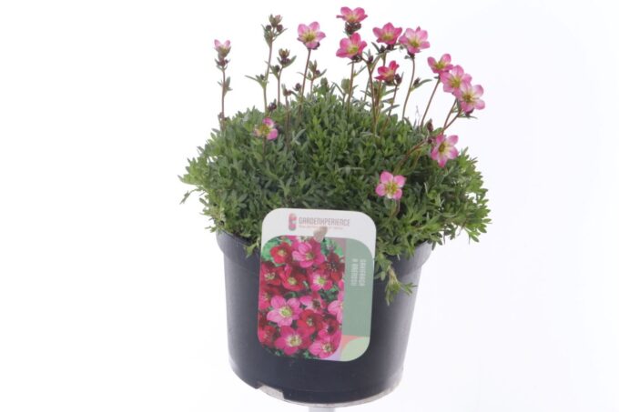 Saxifraga arendsii Peter Pan