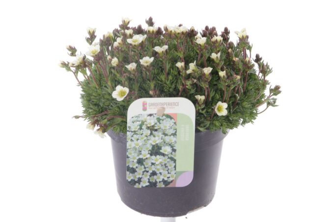Saxifraga Pixie White