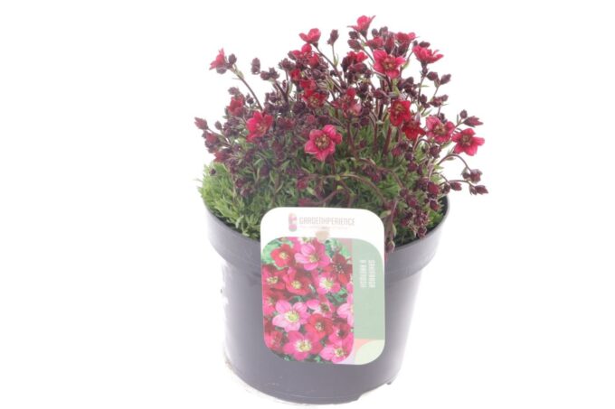 Saxifraga Touran Deep Red