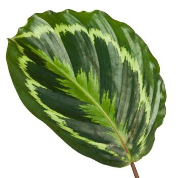 Calathea Medaillon