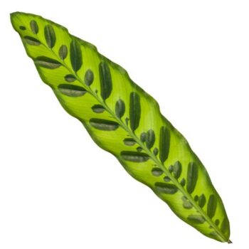 Calathea Insigne