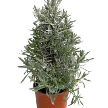 Lavandula angustifolia - piramide