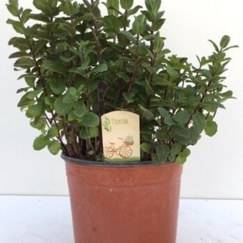 Mentha spicata Maroc
