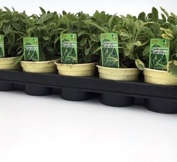 Salvia Officinalis Icterina