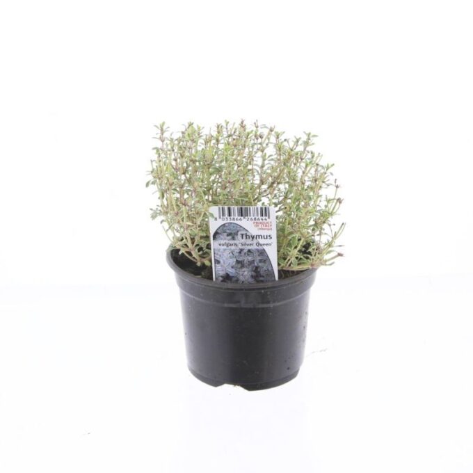 Thymus Silver Queen