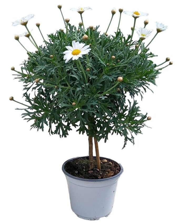 Argyranthemum frutescens "op stam" - WIT