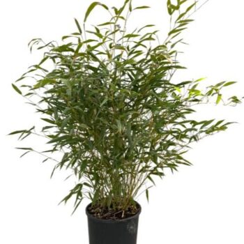 Phyllostachys bissetii