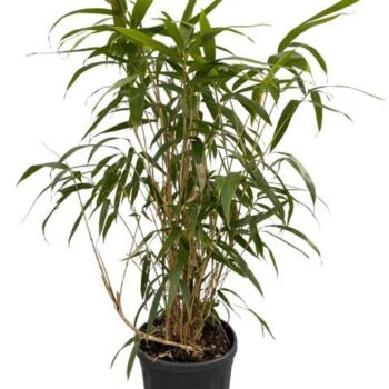 Pseudosasa japonica